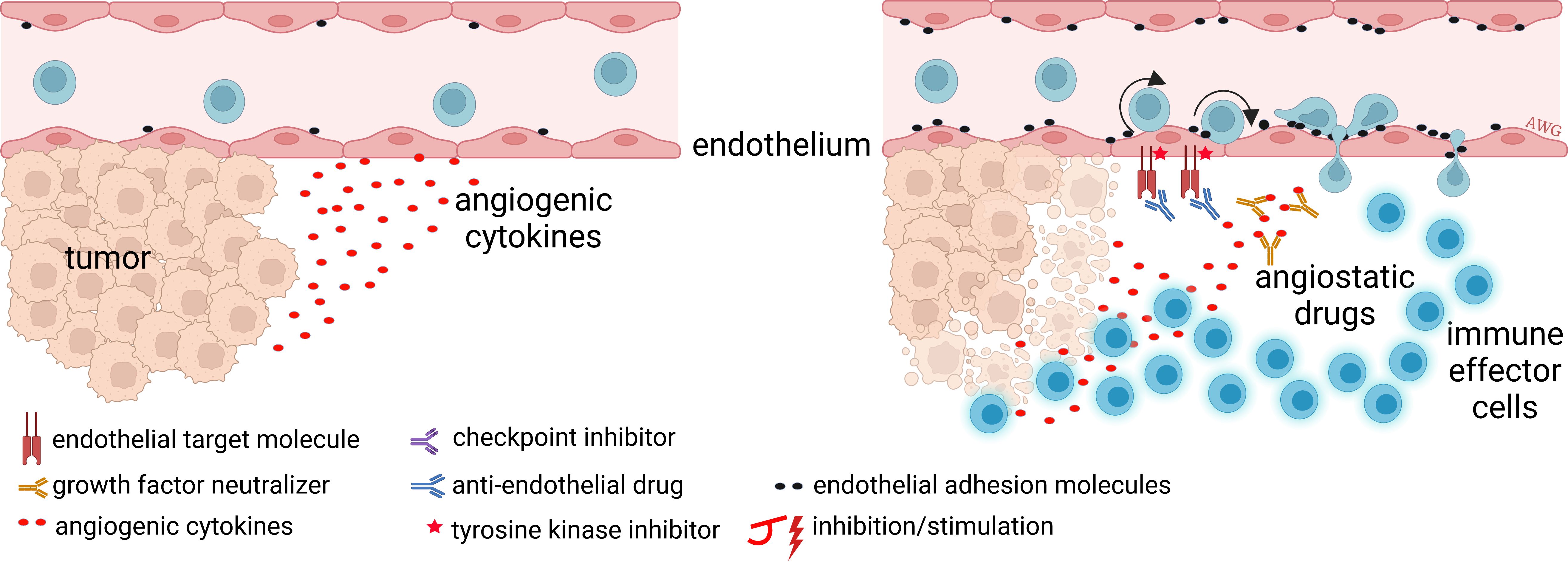 Left: Efficient tumor growth in immune-silent conditions induced by angiogenic cytokines. Right: Angiogenesis inhibitors allow invasion of immune effector cells.
