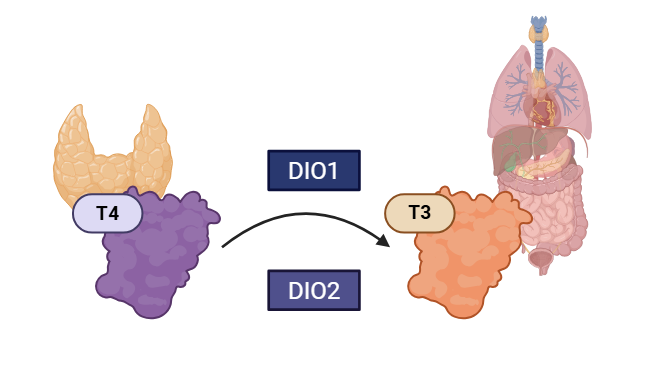 Perfused human liver as research model