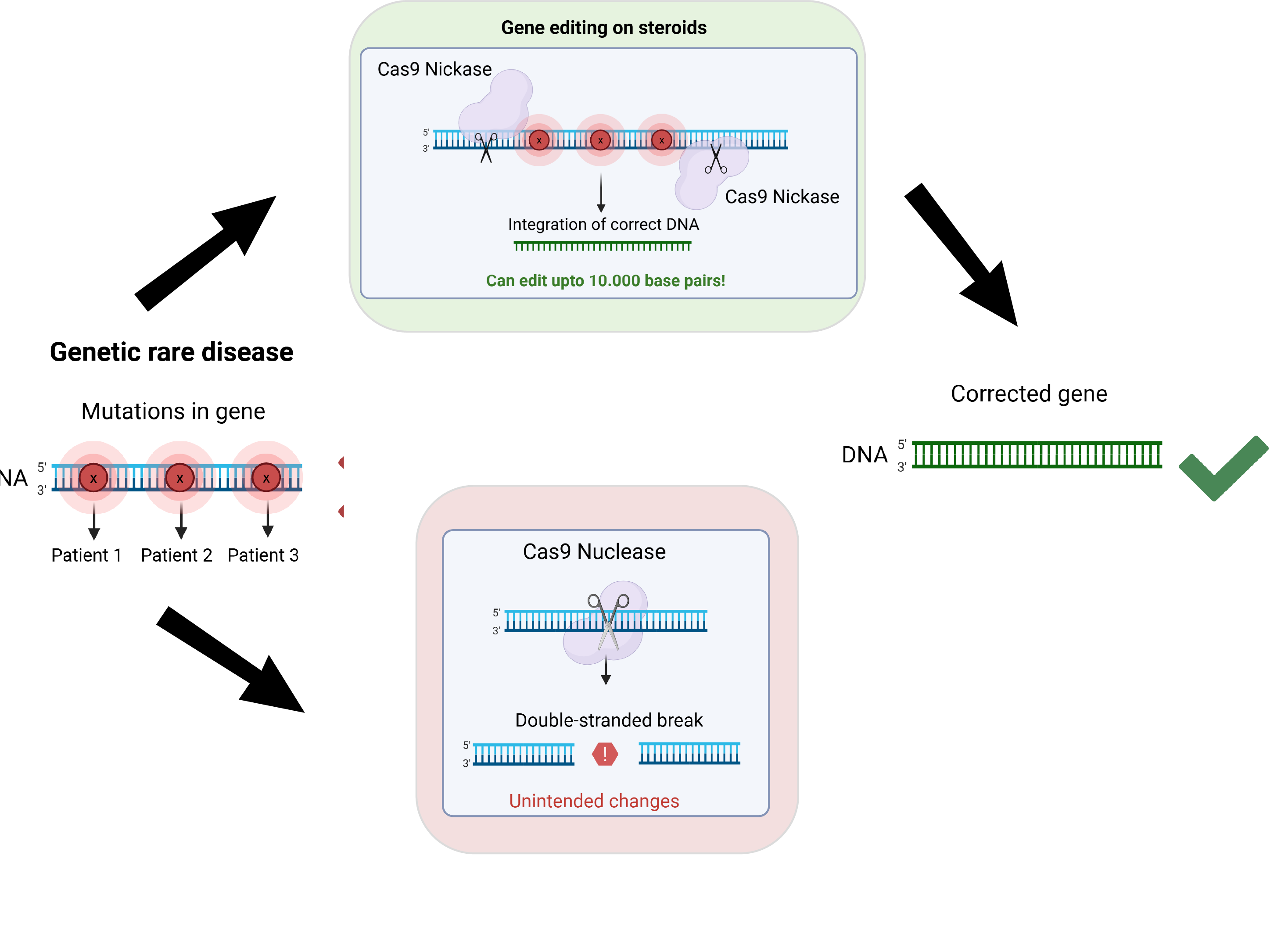 "Prime editing on steroids" (top) vs Cas9 (bottom)