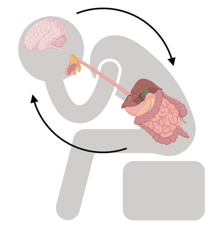 Relatie tussen depressie en de samenstelling van het microbioom (illustratie: V. Korenblik)