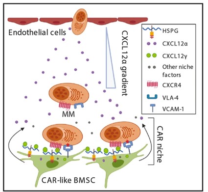 Model for the role of distinct CXCL12 isoforms in the MM BM niche. 
