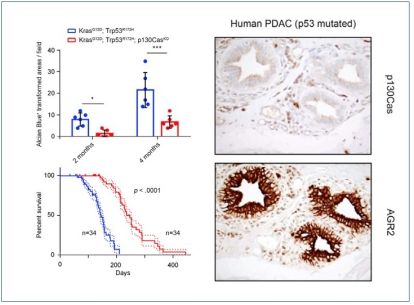 Figure illustrates a reduction in transformed areas (A and increased survival (B) in pancreatic cancer mouse models without p130Cas adapter protein. Left panels shows a representative immunohistochemistry staining for p130Cas and AGR2 in human p53-mu