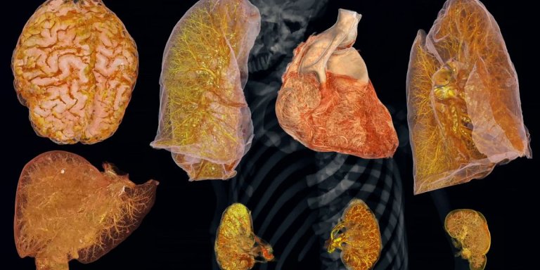 A view from inside the human: Human Organ Atlas Hub 