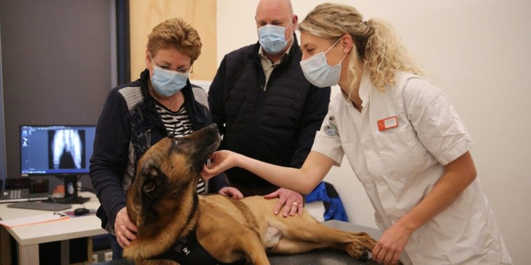Eerste hond in Nederland met succes behandeld met vaccin tegen botkanker