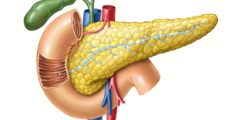 Afwezigheid stamcellen verandert blik op alvleesklier