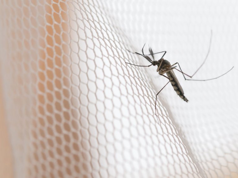 There's no malaria magic bullet, there may never be, but there are reasons to be optimistic 
