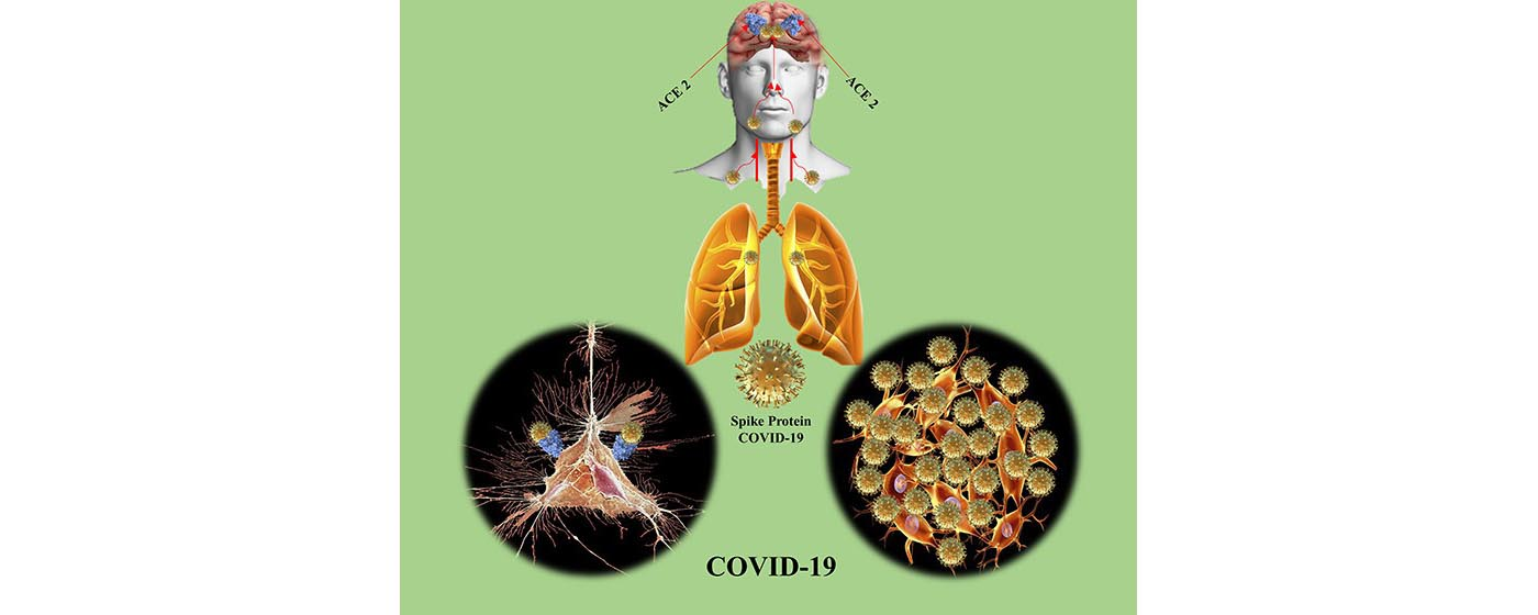 Illustration on how sars-cov3 affects the brain