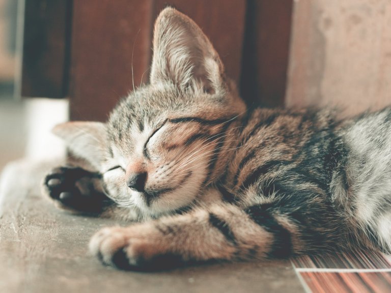 Kattenparasiet beïnvloedt menselijke hersenen