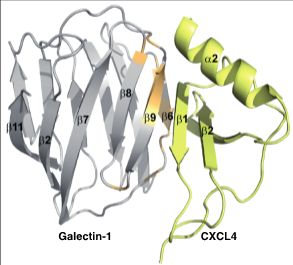 Figure. Structure and association of the galectin-1 protein with the chemokine CXCL4.