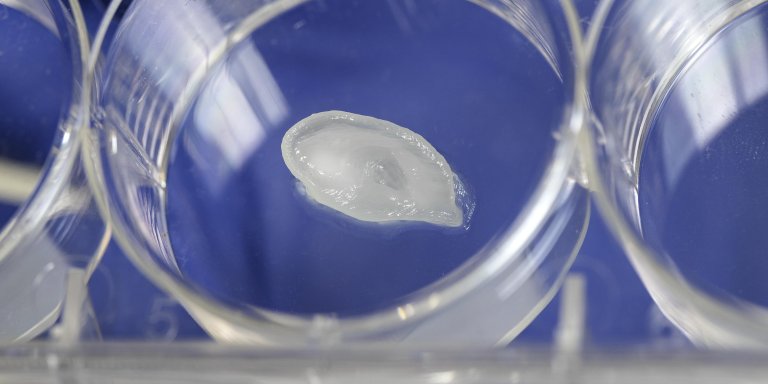 Pioneers in printing with living tissue