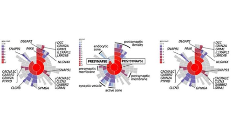 Figure that shows presynapse and postsynapse genes in schizophrenia