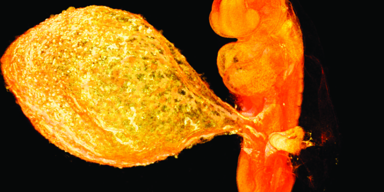 Voor het eerst haarscherp beeld van 6 weken oud embryo