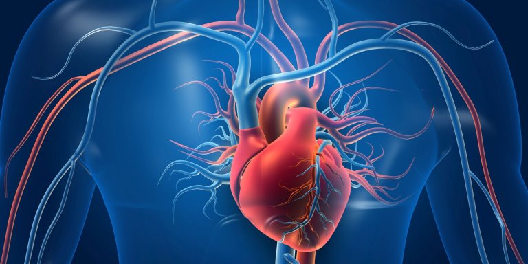Financiële steun Hartstichting voor studies naar herseninfarct en hartspierziekte 