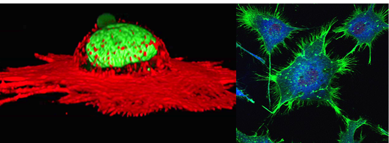 Call for AMS Program Tissue Function & Regeneration Talent Grant Application 2022