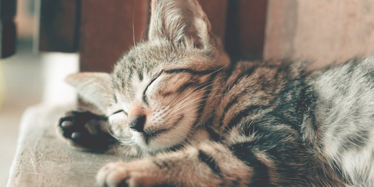 Kattenparasiet beïnvloedt menselijke hersenen