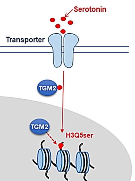 Figure 1. The attachment of serotonin to the glutamine residue at the fifth position of histone H3 by the epigenetic writer Transglutaminase 2 (TGM2) to form histone serotonylation (H3Q5ser), updated from (Fu et al, 2019) https://doi.org/10.3390/cancers15041332