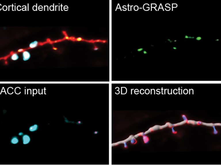 Remote memory strength is shaped by retraction of astrocytes from cortical synapses