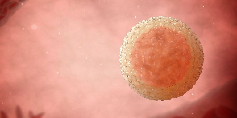 Ovulation in a third of trans masculine individuals on testosterone