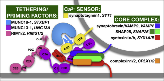 Verhage neuron 1