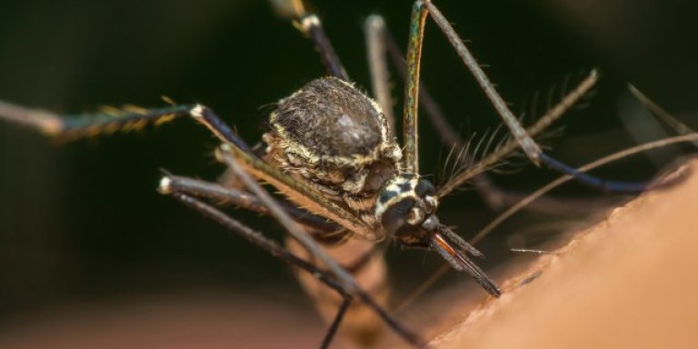 Behandeling voor multiresistente malaria gevonden