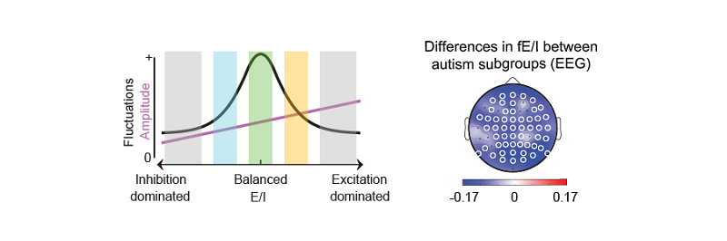 From critical brain dynamics to E/I heterogeneity in autism
