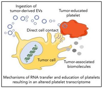 Mechanics of RNA transfer