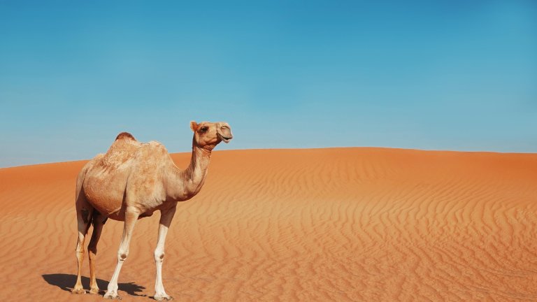 No camel feces for diarrhea