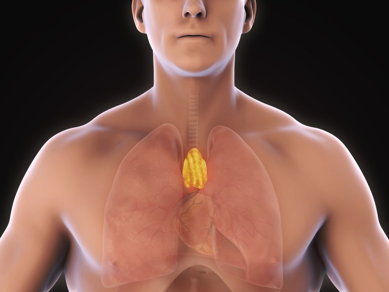 The thymus appears to be more important than previously thought