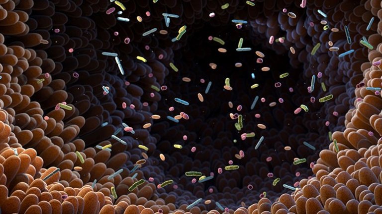 Intestinal Immune Cells