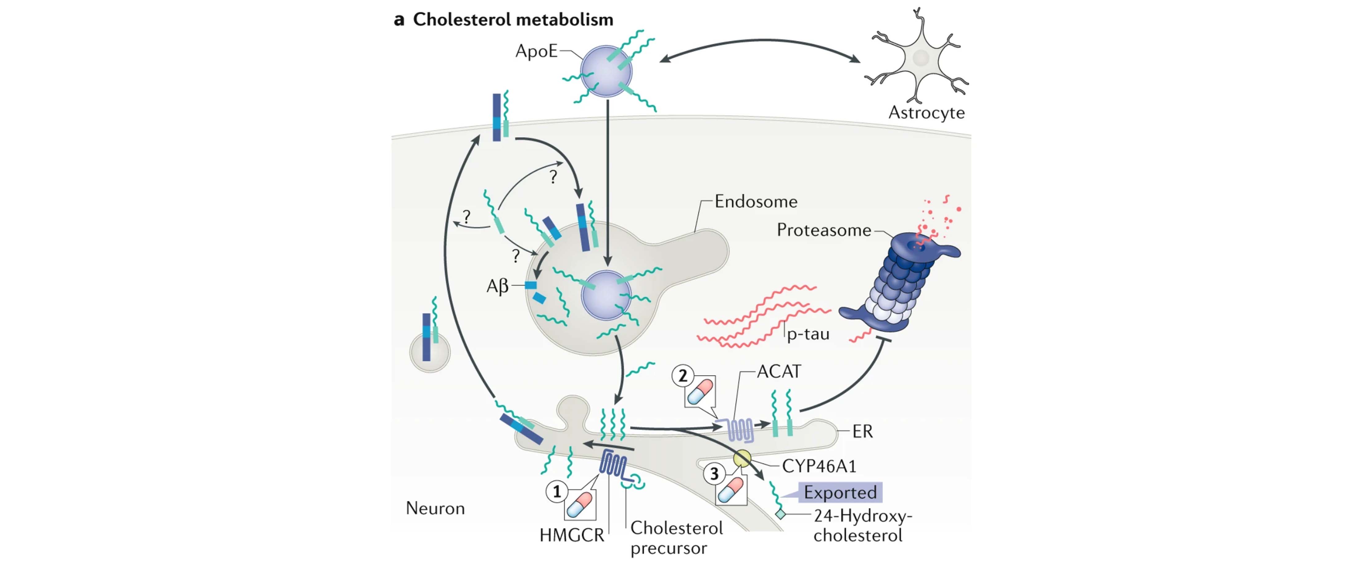 Figure from the review illustrating the cholesterol metabolism as a sporadic AD-associated pathway that act as upstream regulators of both Aβ and tau pathology.