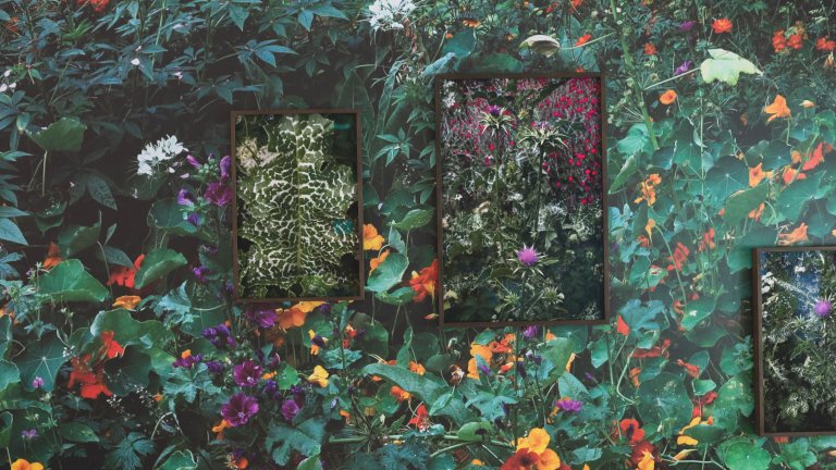 Flowerfields: geneeskrachtige planten vertellen hun verhaal