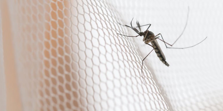 There's no malaria magic bullet, there may never be, but there are reasons to be optimistic 
