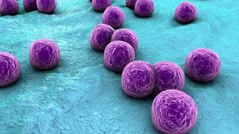 De streptococcus pyogenes bacterie veroorzaakt de meeste gevallen van necrotiserende fasciitis. Foto: Shutterstock