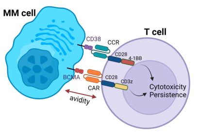 A double hit CAR T-cell displaying chimeric antigen and costimulatory receptors.