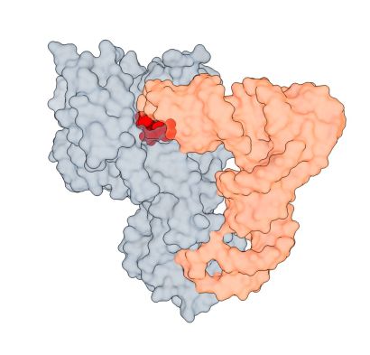 tRNA ligase