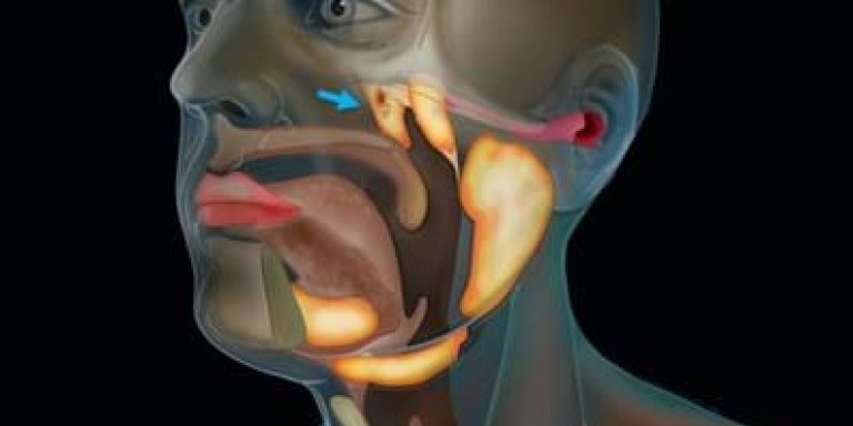 Nieuwe speekselklieren ontdekt