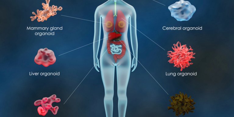 6 miljoen euro voor bouwen met mini-organen