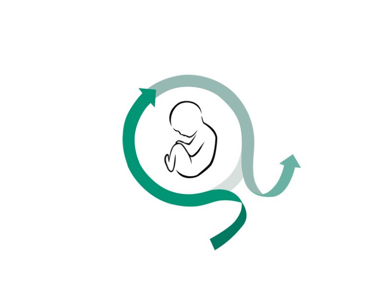 Theme Embryonic and Fetal Development