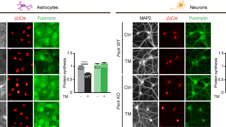 Detection of newly synthesized proteins by puromycin pulse labelling shows that the ER stress-induced reduction of protein synthesis is abrogated in PERK knockout (KO) astrocytes but preserved in PERK KO neurons. ER stress was induced by treatment with tunicamycin™.