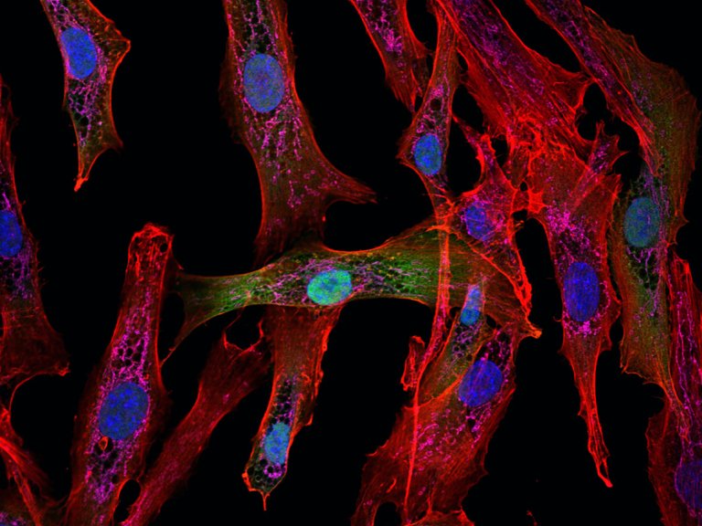  Microscopy and cytometry