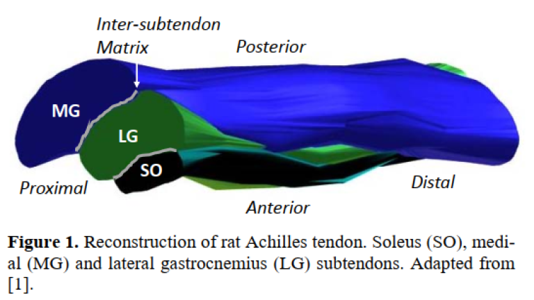 Achilles tendon figure