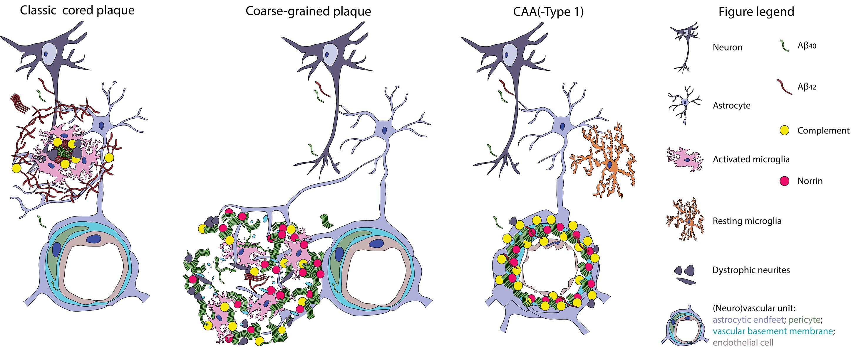 Illustration of the coarse-grained plaques at the blood-brain barrier