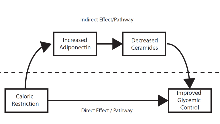 ACS adiponectin-ceramide pathway