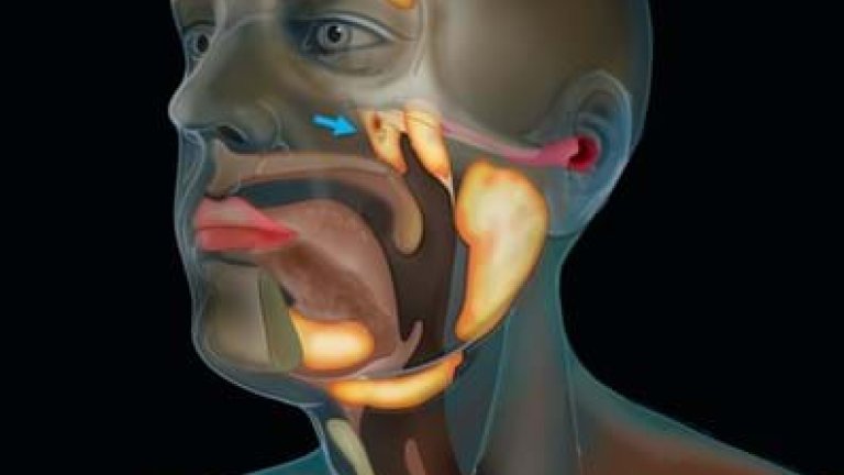 De blauwe pijl wijst de tubarialisklieren aan.
