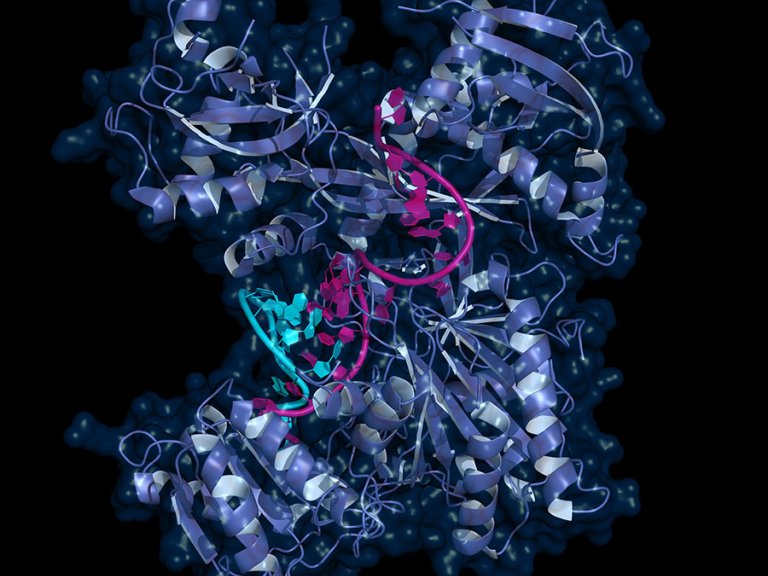  Functional Genomic Screening