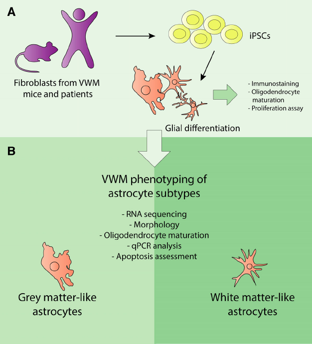 From: Leferink et al. 2019: Fig. 1. Experimental overview. Fibroblasts from human and mouse, both VWM genotype and control / wt, were reprogrammed to iPSCs, and differentiated to glial cells for various assays (1). The iPSCs were further differentiated to mouse and human grey and white matter astrocyte subtypes (2). The different astrocyte subtypes were used as an in vitro model for VWM, in which oligodendrocyte maturation and apoptosis, morphology, proliferation rate, and mRNA expression was studied.