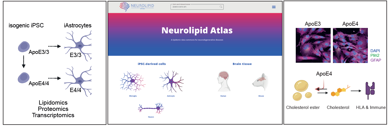 Neurolipid atlas image