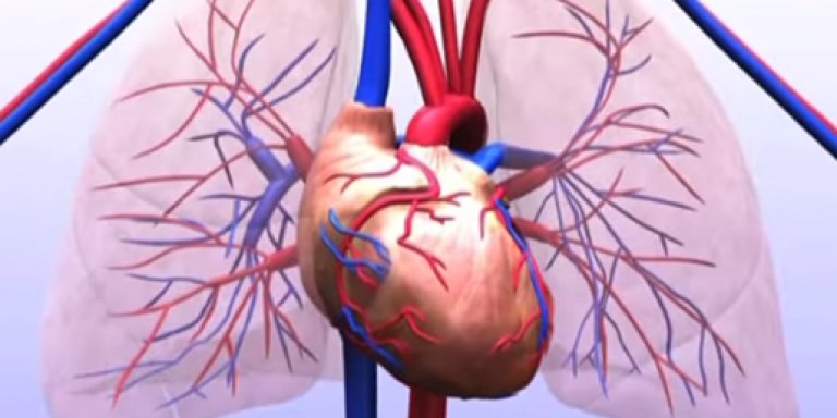 Drie miljoen euro voor onderzoek erfelijk hartfalen