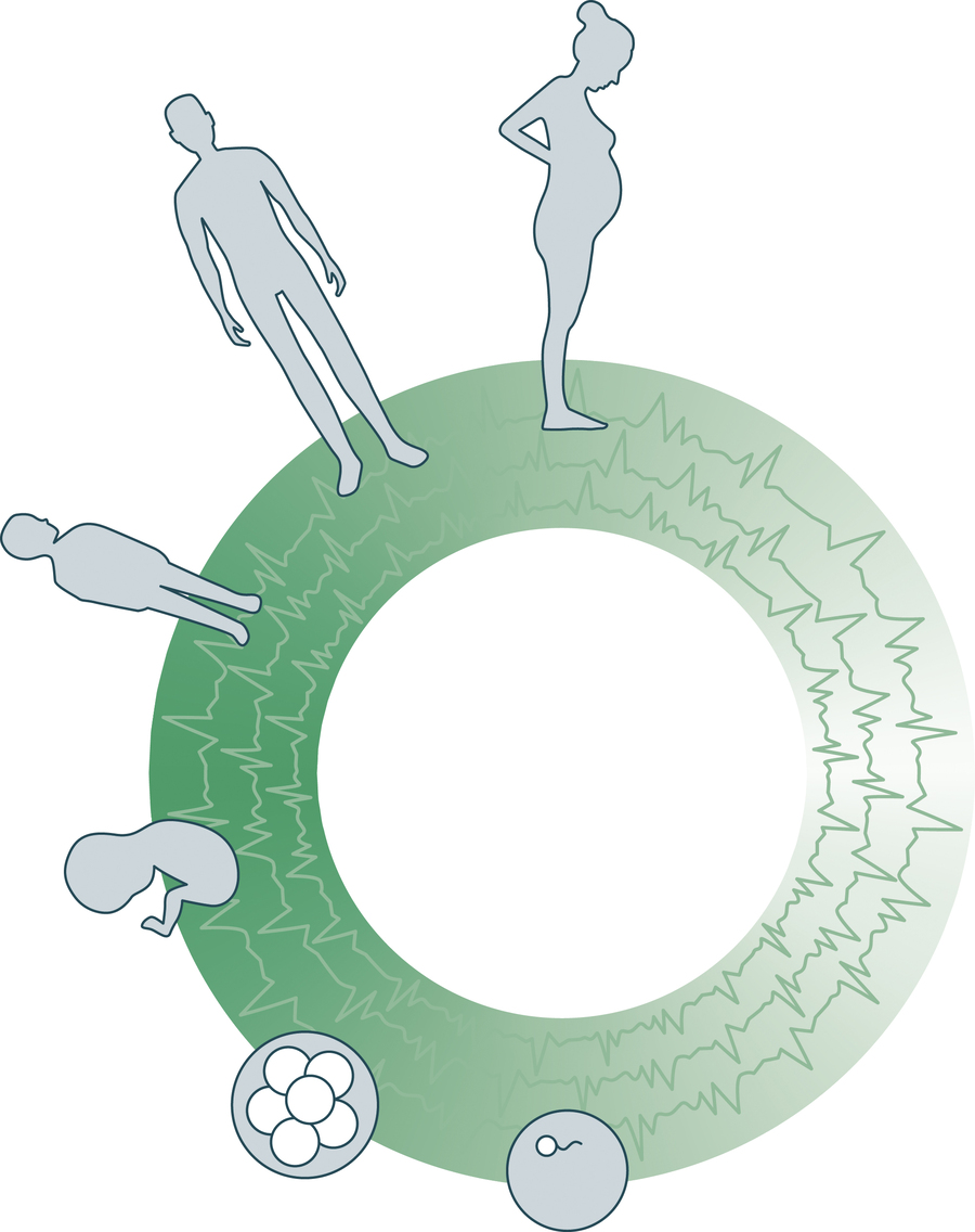 AR&D visual infographic showing the circle of life from gamete to adulthood